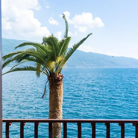 Forbisicle 提尼亚类